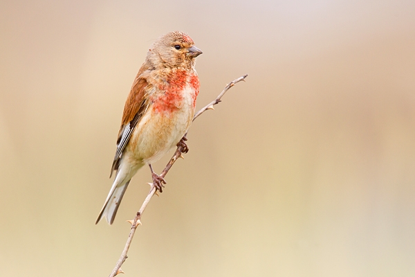 Linnet m 2. July '18.