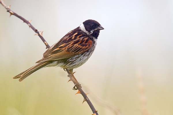 Reed Bunting. July '18.