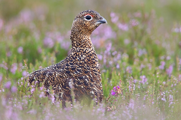 Red Grouse in heather 1. Aug '18.