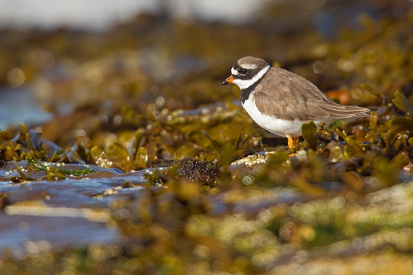 Ringed Plover. Sept '18.