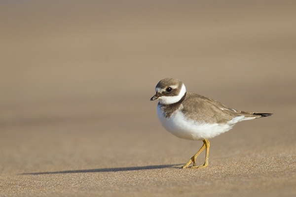 Juvenile Ringed Plover on sand. Sept '18.