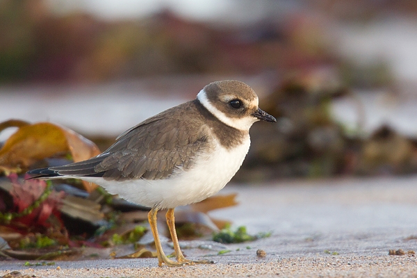 Juvenile Ringed Plover on beach. Sept '18.