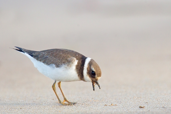 Juvenile Ringed Plover feeding. Sept '18.