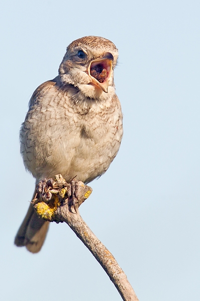 Juvenile Woodchat Shrike with pellet and grasshopper. Sept '18.