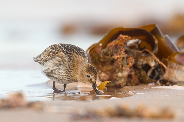 Dunlin feeding. Sept '18.