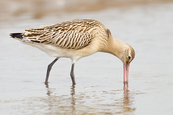 Bar tailed Godwit. Oct '18.