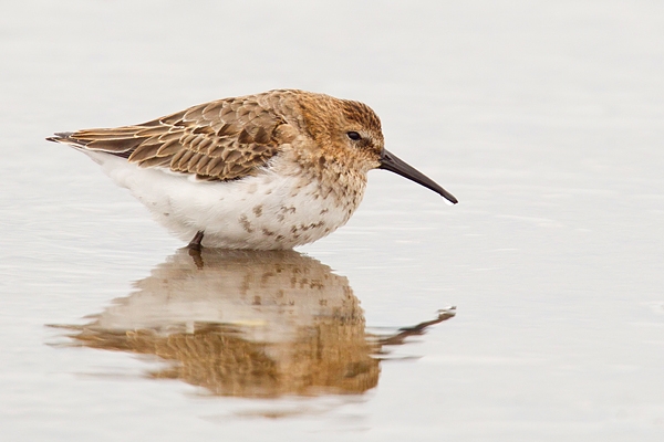 Dunlin and reflection. Oct '18.