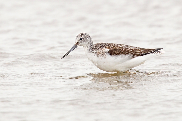 Greenshank in water. Oct '18.