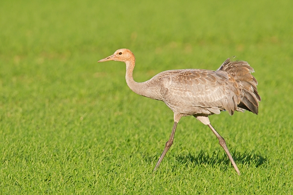 Juvenile Common Crane in crop field. Nov '18.