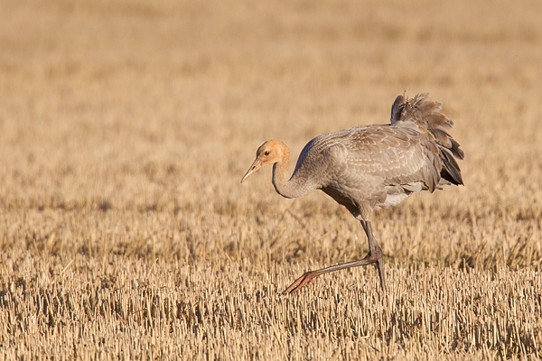 Juvenile Common Crane in stubble field. Nov '18.