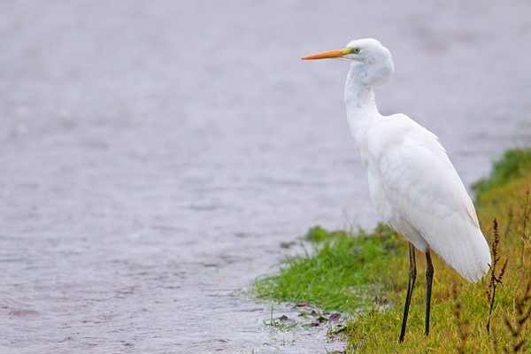 Juvenile Great White Egret on streamside 1. Nov '18.