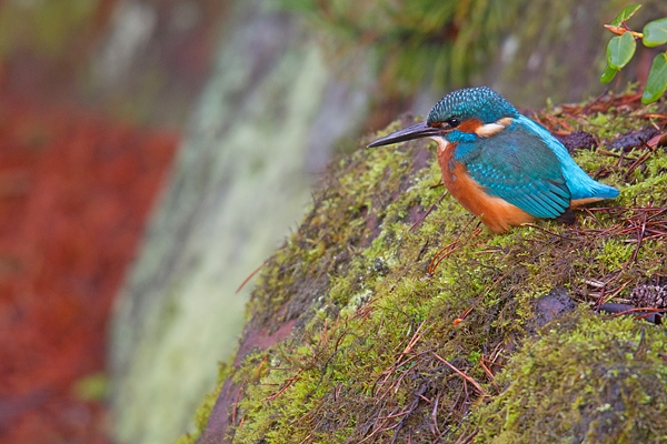 Juvenile Kingfisher on colourful rocks. Nov '18.