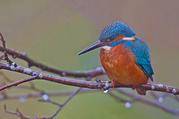 Juvenile Kingfisher on twigs. Nov '18.