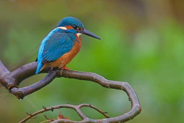 Juvenile Kingfisher on twisted branch. Nov '18.