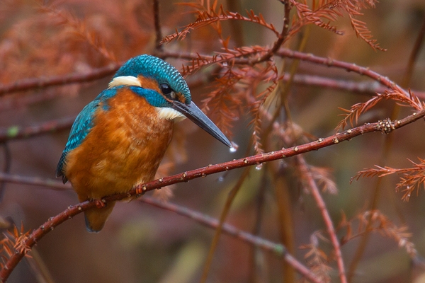 Juvenile Kingfisher on red twigs. Nov '18.