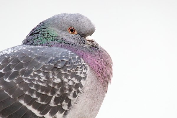 Feral Pigeon portrait. Dec '18.