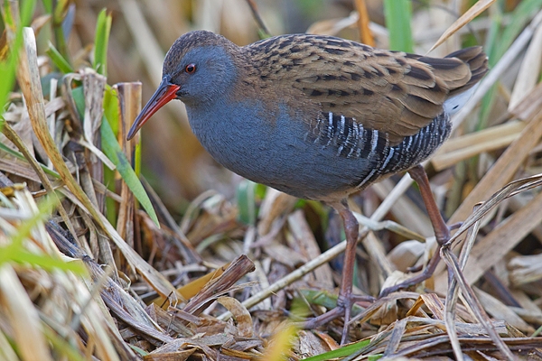 Water Rail 1. Dec '18.