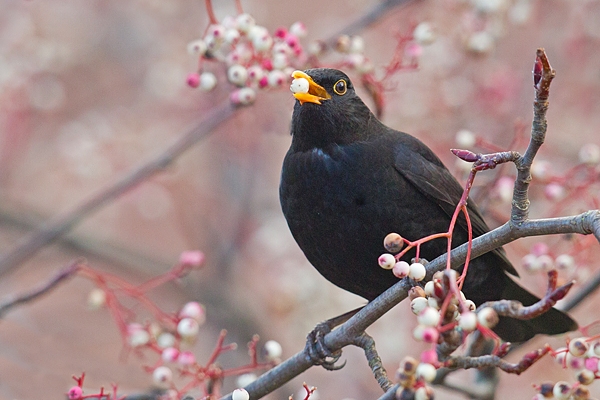 Male Blackbird on rowan. Jan '19.