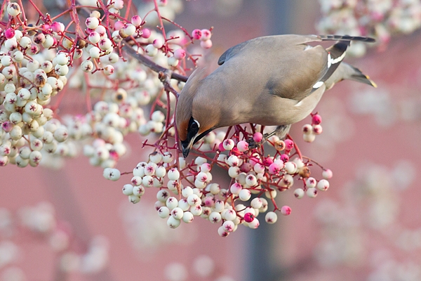 Waxwing on rowan,pink 2. Jan '19.