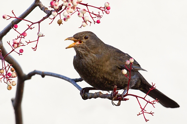 Female Blackbird on rowan 2. Jan '19.