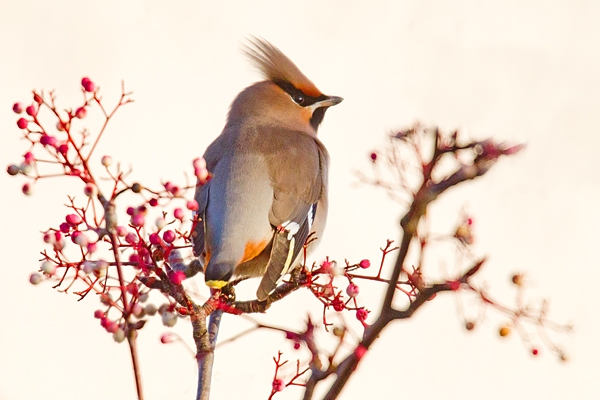 Waxwing on rowan,back view. Jan '19.