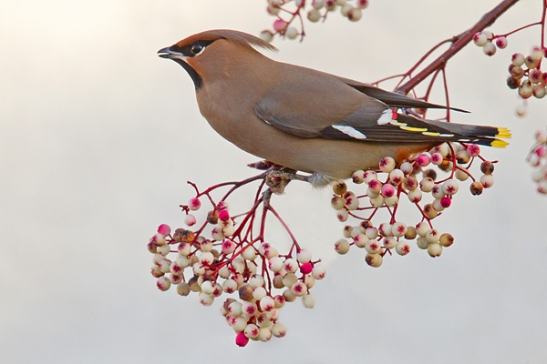 Waxwing in rowan,white 2. Jan '19.