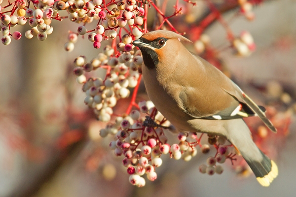 Waxwing on rowan 2. Jan '19.