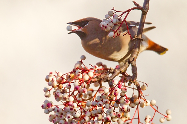 Waxwing on rowan,white 1. Jan '19.