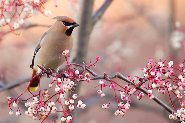 Waxwing on rowan,pink 4. Jan '19.