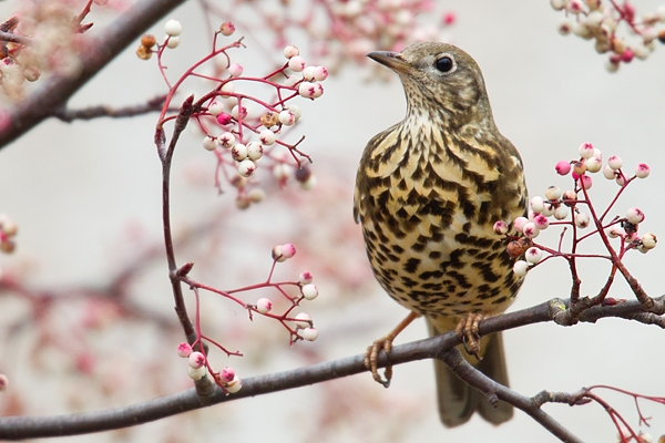 Song Thrush on rowan. Jan '19.