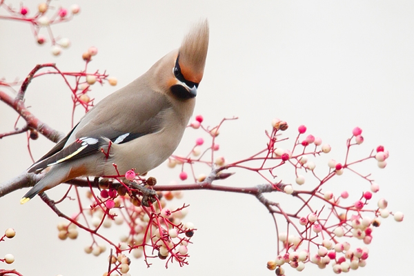 Waxwing on rowan,white 3. Jan '19.