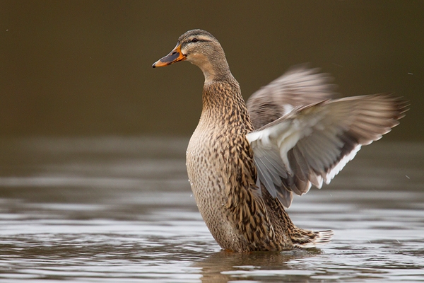 Female Mallard wing flapping. Jan '19.