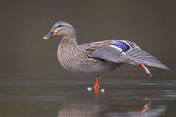 Female Mallard wing stretching. Jan '19.