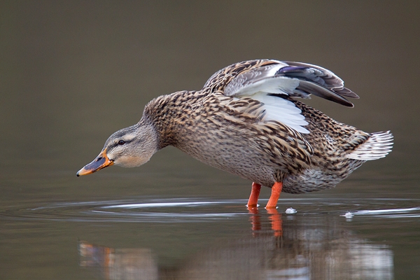 Female Mallard arching body. Jan '19.