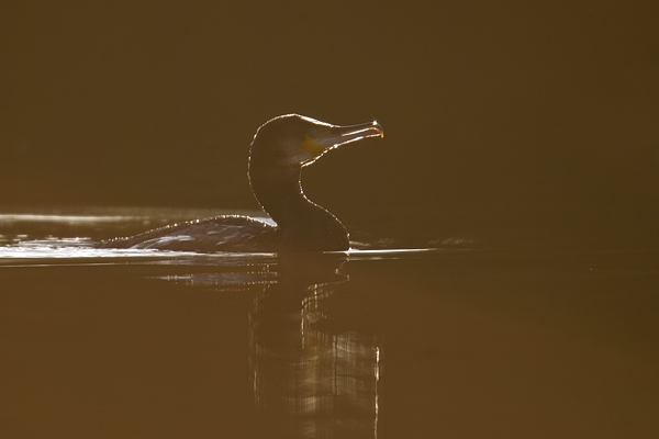 Backlit Cormorant. Jan '19.