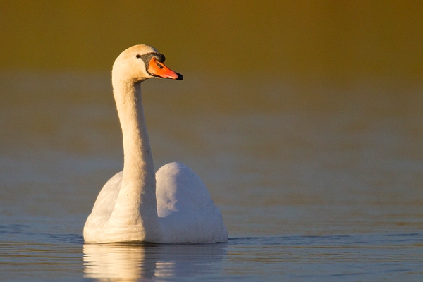 Mute Swan. Jan '19.