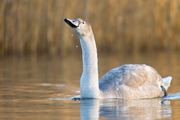 Young Mute Swan. Jan '19.