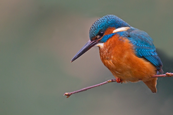 Juvenile female Kingfisher on twig. Jan '19.