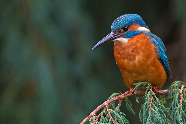 Juvenile female Kingfisher on conifer branch. Jan '19.