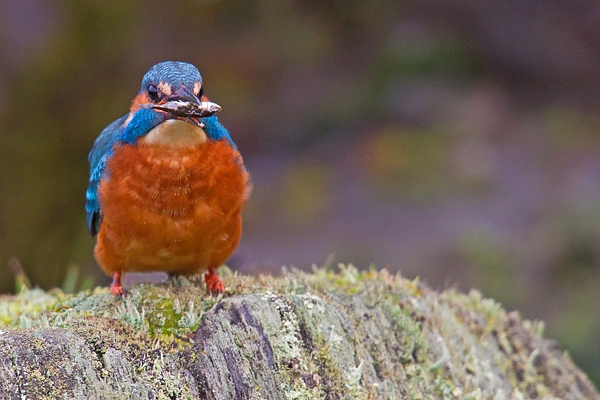 Juvenile female Kingfisher on stump with fish. Jan '19.