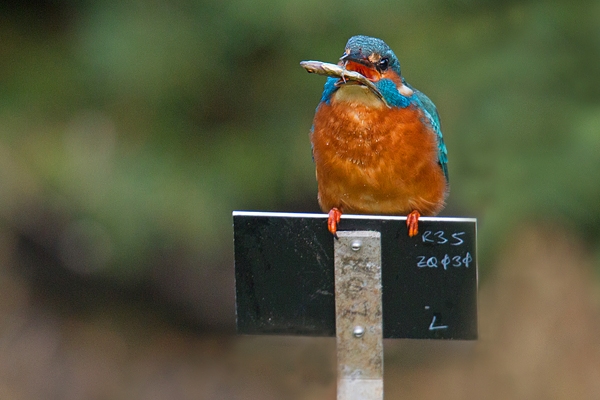 Juvenile female Kingfisher on sign,tossing fish. Jan '19.