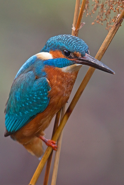 Juvenile female Kingfisher on 3 reed stems. Jan '19.