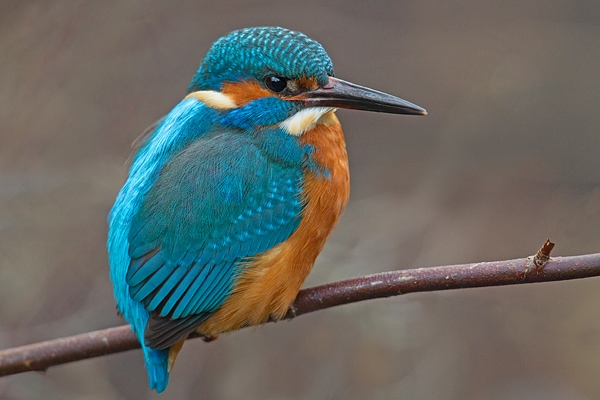 Juvenile female Kingfisher on branch. Jan '19.