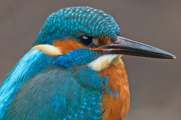 Juvenile Kingfisher portrait. Jan '19.