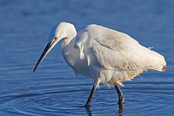 Little Egret fishing. Jan '19.