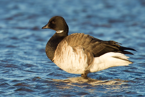 Pale Bellied Brent Goose 2. Jan '19.