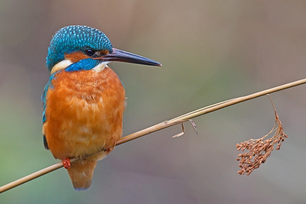 Juvenile female Kingfisher on stem. Jan '19.