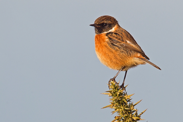 Male Stonechat on gorse 5. Jan '19.