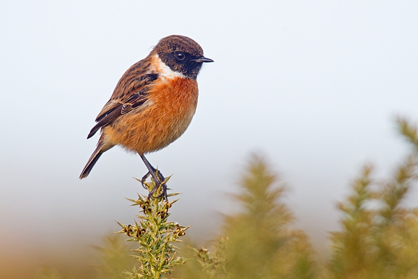 Male Stonechat on gorse 3. Jan '19.