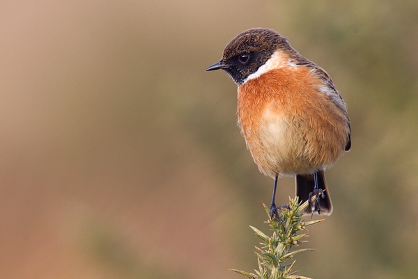 Male Stonechat on gorse 2. Jan '19.